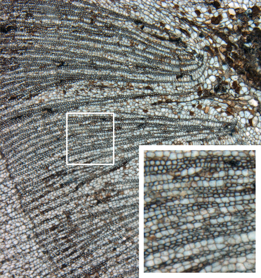 3. Types of fossil preservation - Digital Atlas of Ancient Life