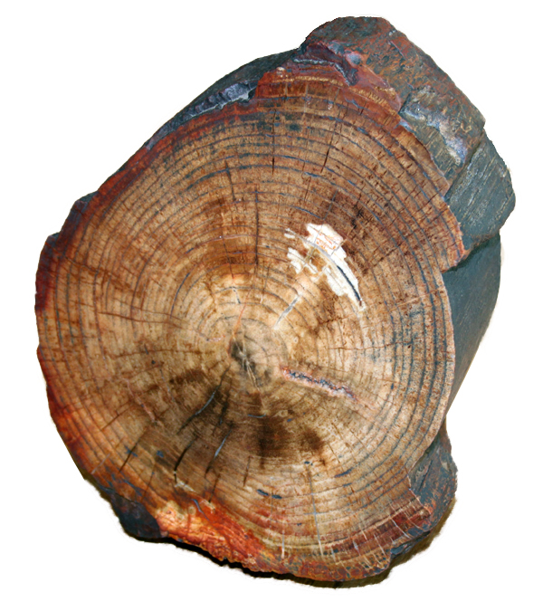 A specimen of petrified wood (locality and age unknown) on display at the Natural History Museum, London. Note the preservation of tree rings, just as might be observed and counted on a modern log.