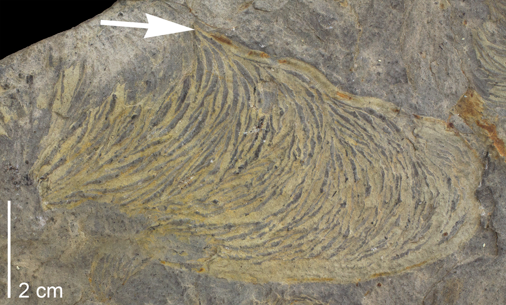 A specimen of the movement trace fossil Zoophycos from the collections of the Paleontological Research Institution, Ithaca, New York.