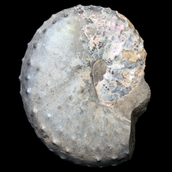 A specimen of the ammonite Disoscaphites conradi from the Yale Peabody Museum collections.