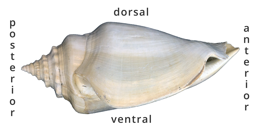 1.1 Gastropoda Shell Form | Digital Atlas of Ancient Life