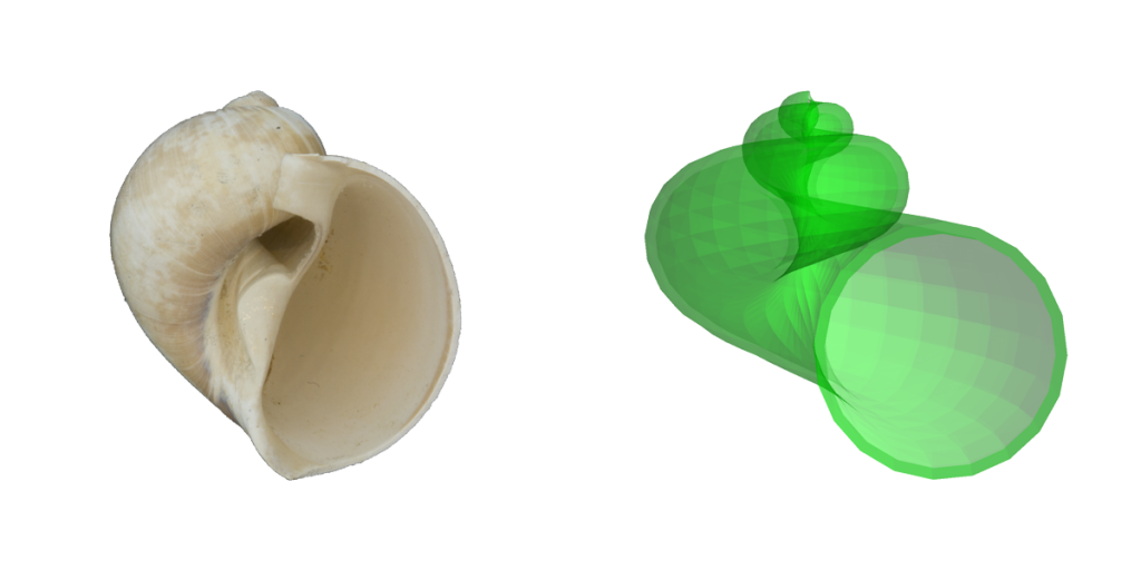 1 1 Gastropoda Shell Form Digital Atlas Of Ancient Life
