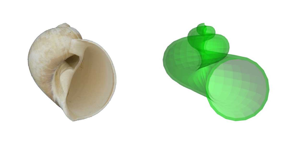 Image showing a comparison of a real fossil shell and a simulated shell created using Raup's parameters.