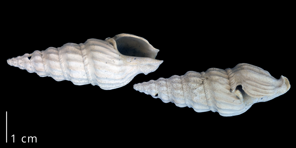 Photographs of a fossil specimen of Cymatosyrinx aclinica.