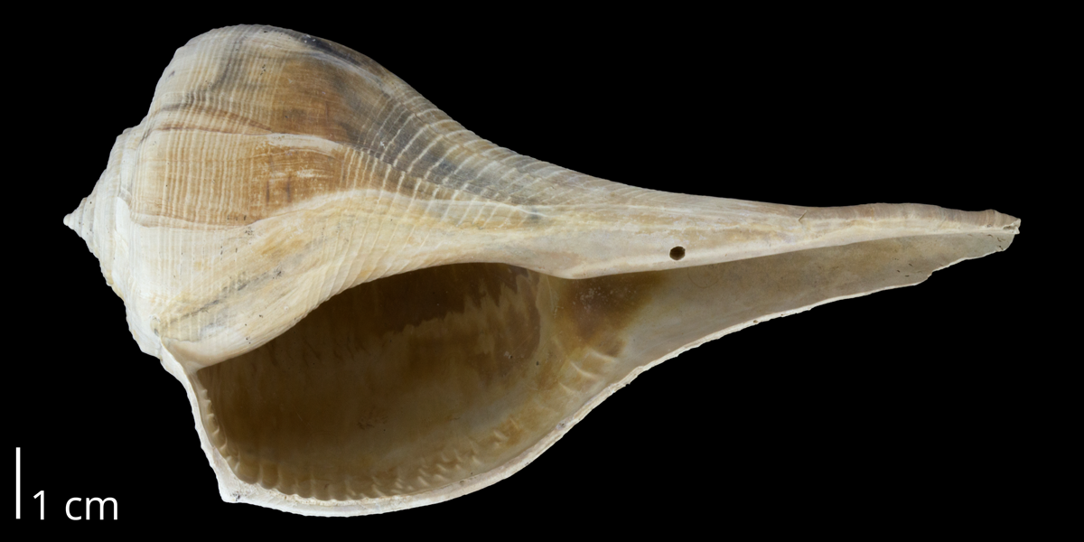 Photograph of a fossil specimen of Sinistrofulgur contrarium.
