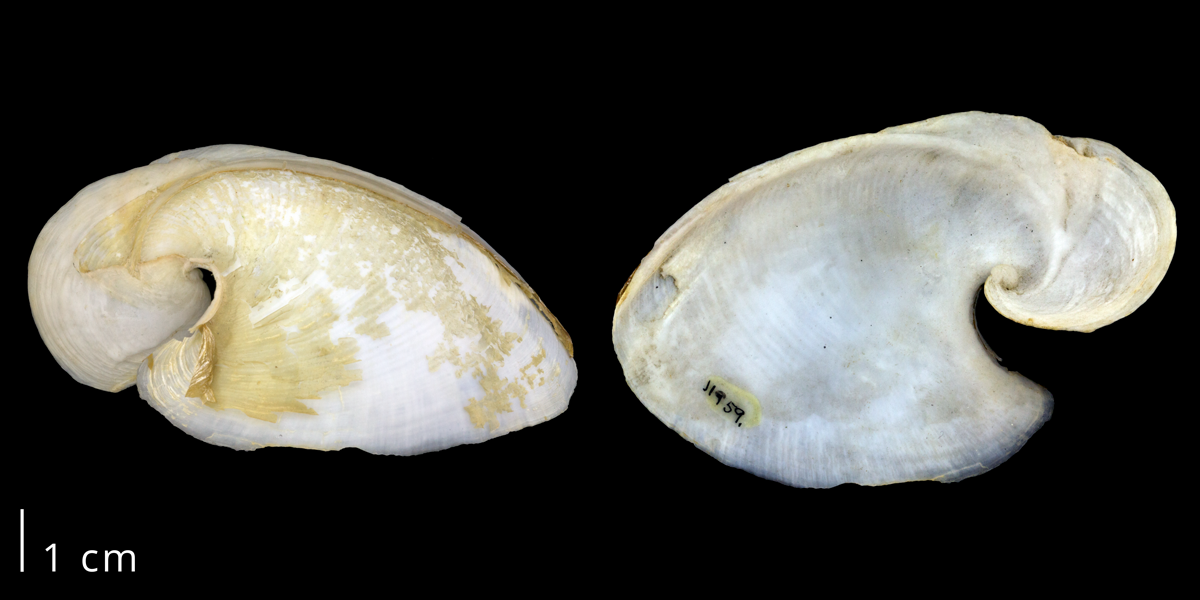Photographs of a specimen of the shell of the sea hare Dolabella sp.
