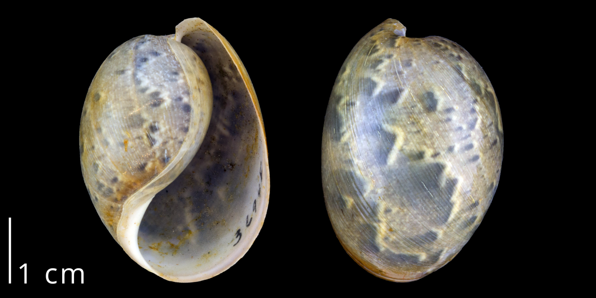 Photographs of a shell of the modern bubble snail Bullaria gouldiana.
