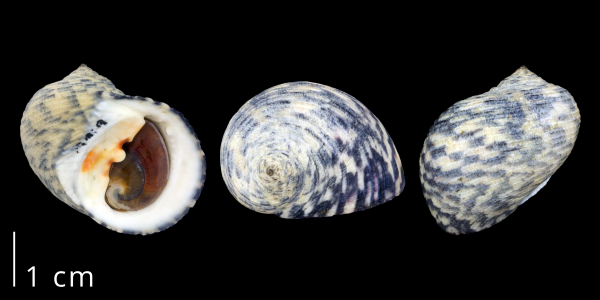 Photographs of a specimen of Nerita peloranta.