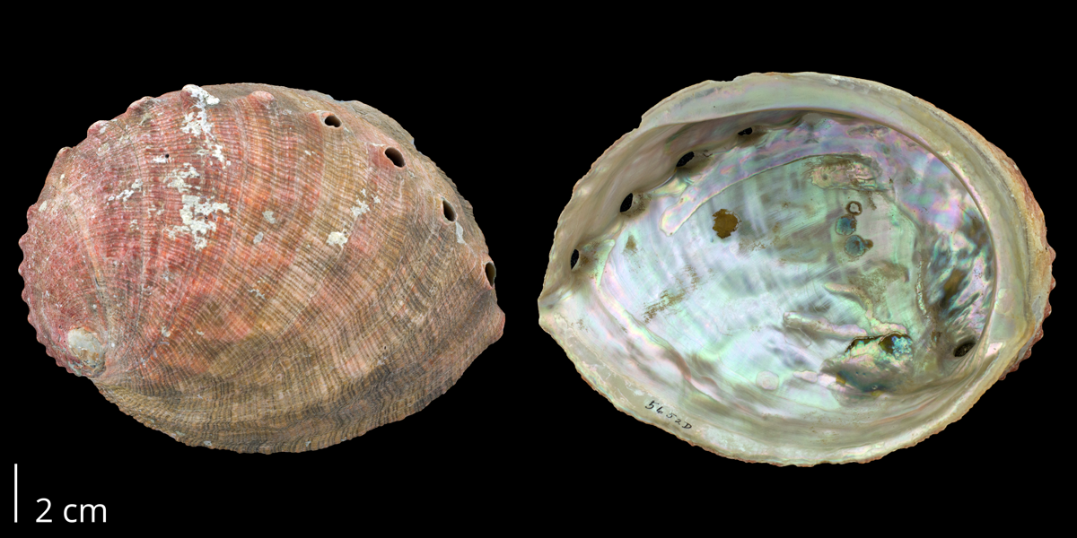 Photographs of a specimen of abalone, Haliotis rufescens.