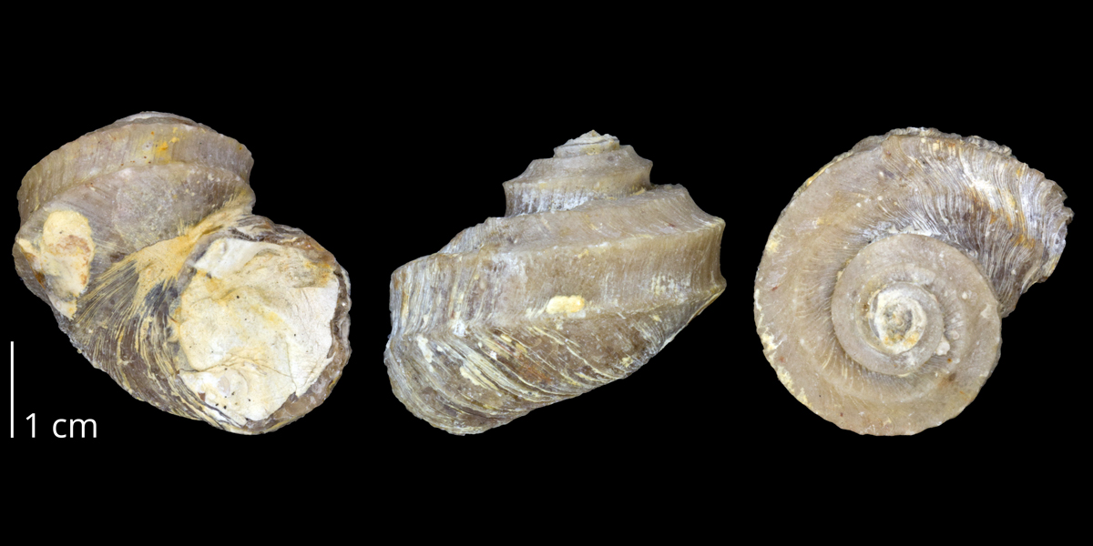 Silurian Gotland 4 rare Chitinozoa gastropod snail egg cases rich fossil matrix 