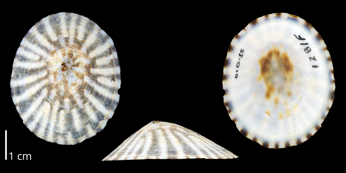 Photographs of a specimen of the modern true limpet Lottia pelta.