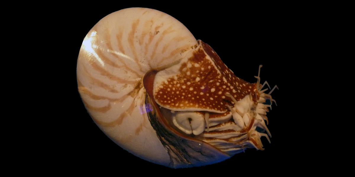 Nautilus