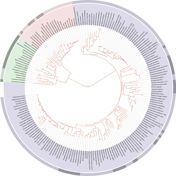 A circle-shaped phylogenetic tree.