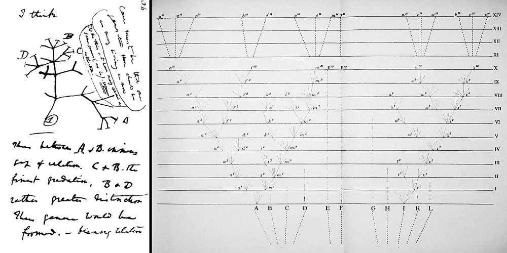 Darwin's phylogenetic trees