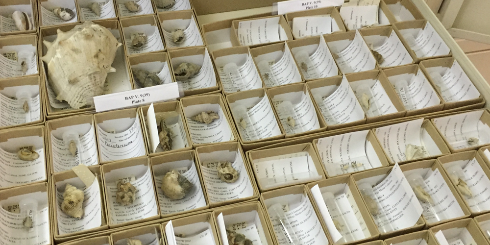 Type and figured specimens housed in the collections of the Paleontological Research Institution, Ithaca, New York.