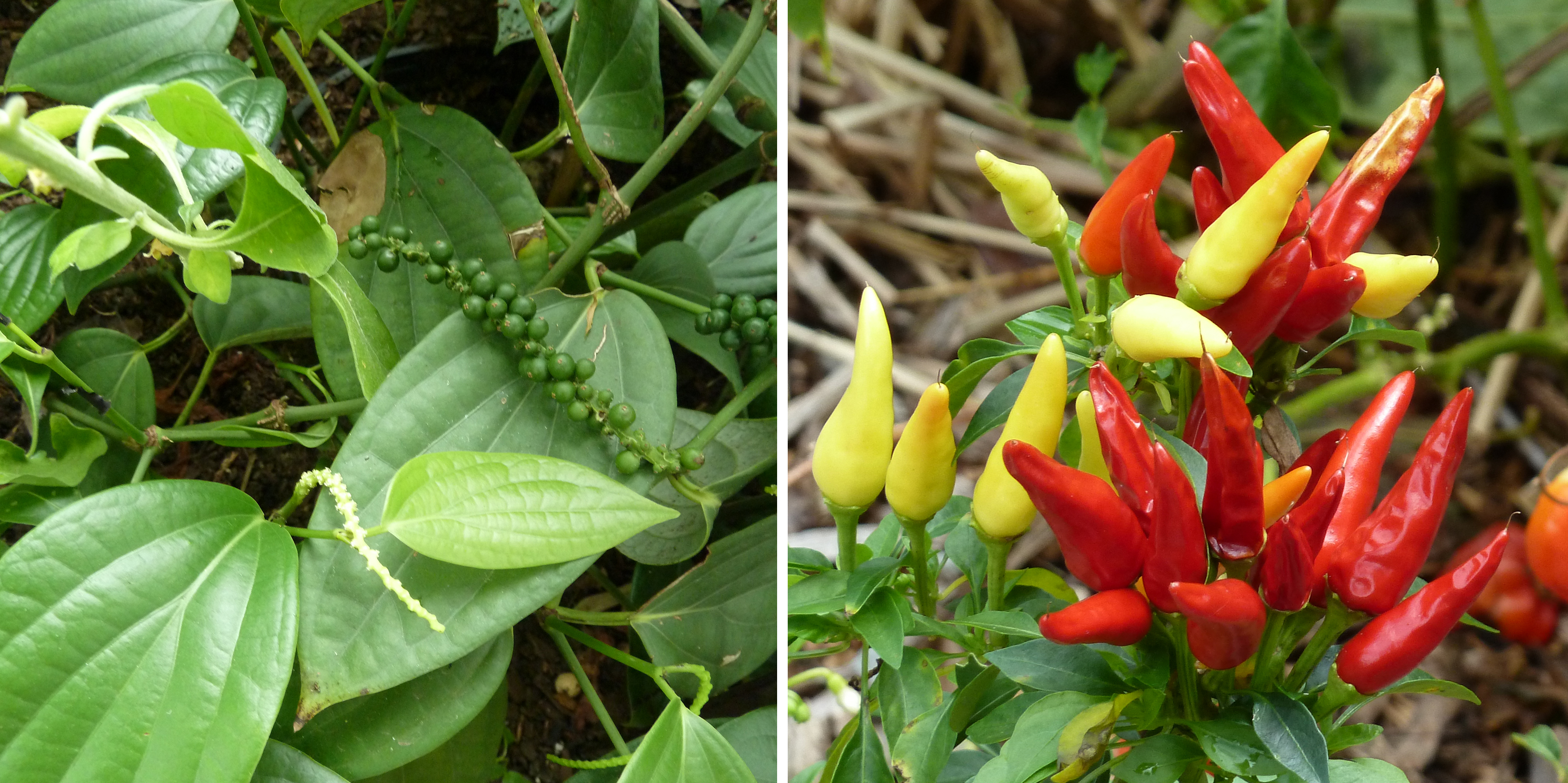 Photographs of unrelated pepper plants.