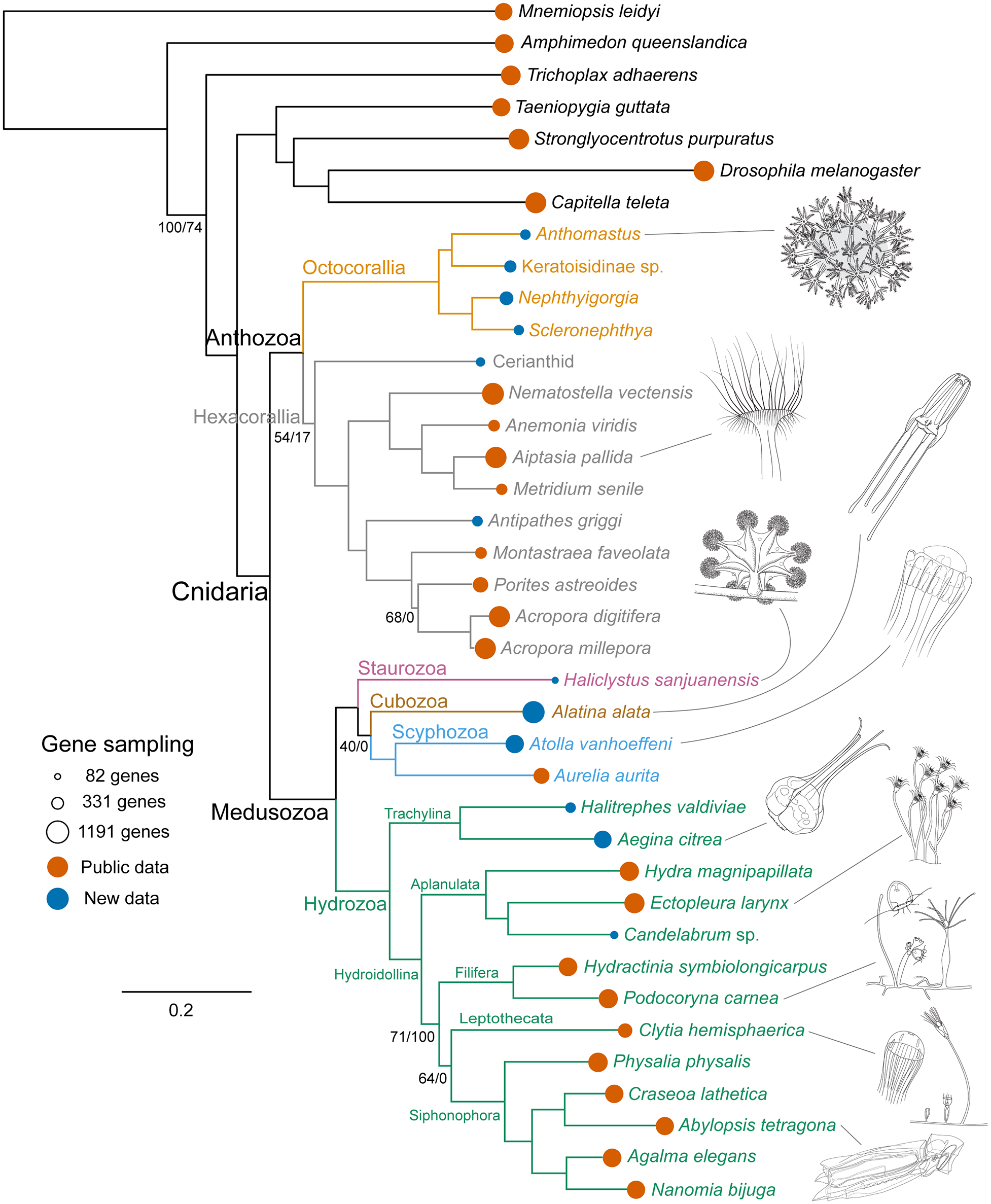 Image shows an example of a phylogenetic tree with branches scaled to depict the number of evolutionary changes (a phylogram).