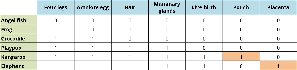 Example of a character matrix with 6 vertebrates and 7 characters, two of which are autapomorphies.