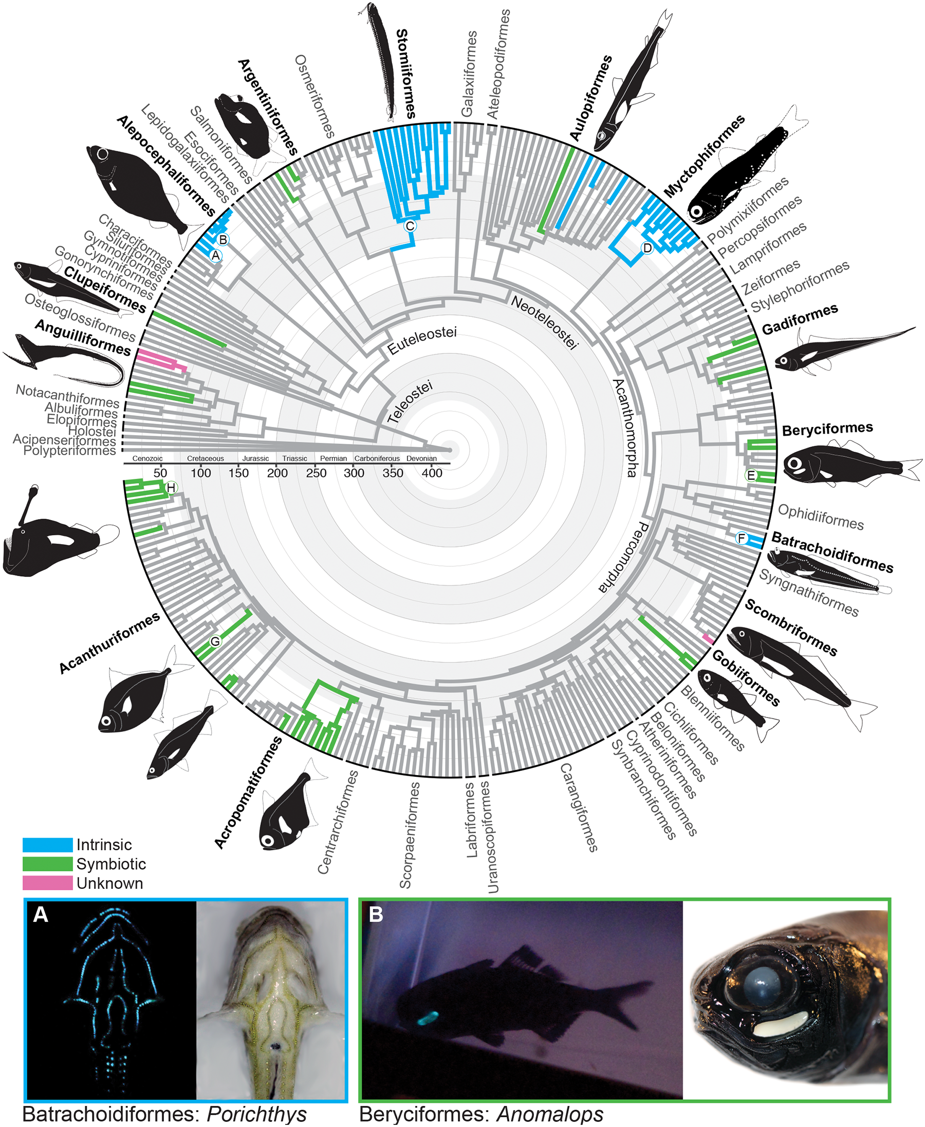 Tree of fish species showing phylogenetic distribution of bioluminescence; image also includes photographic examples of several fish species.