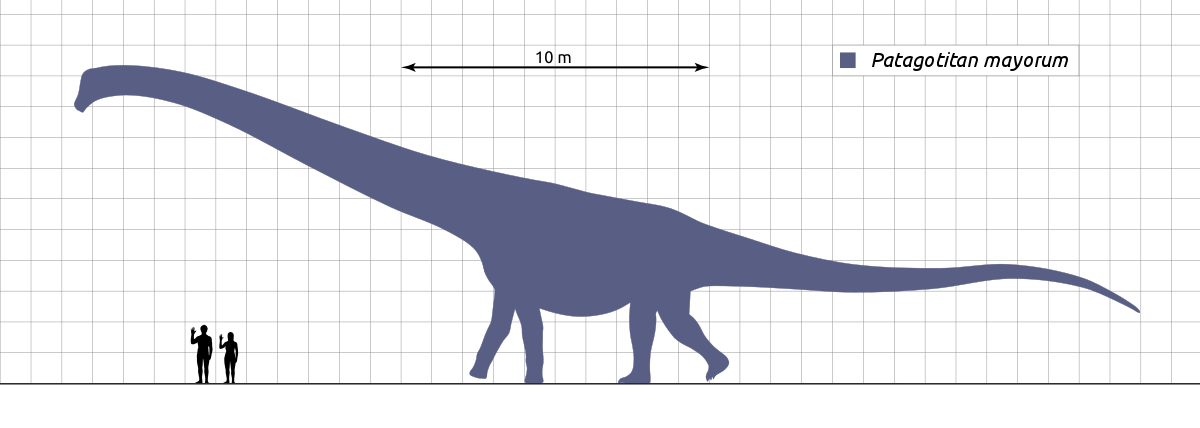 The approximate size of Patagotitan mayorum compared to humans. By Steveoc 86 - Own work, CC BY-SA 4.0, https://commons.wikimedia.org/w/index.php?curid=61638555