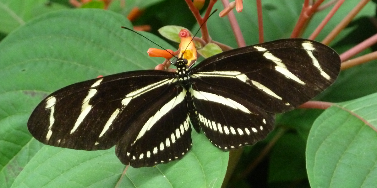 The bodies of insects like this butterfly--along with those of many other kinds of animals--lack mineralized hard parts, resulting in a comparatively poor fossil record.