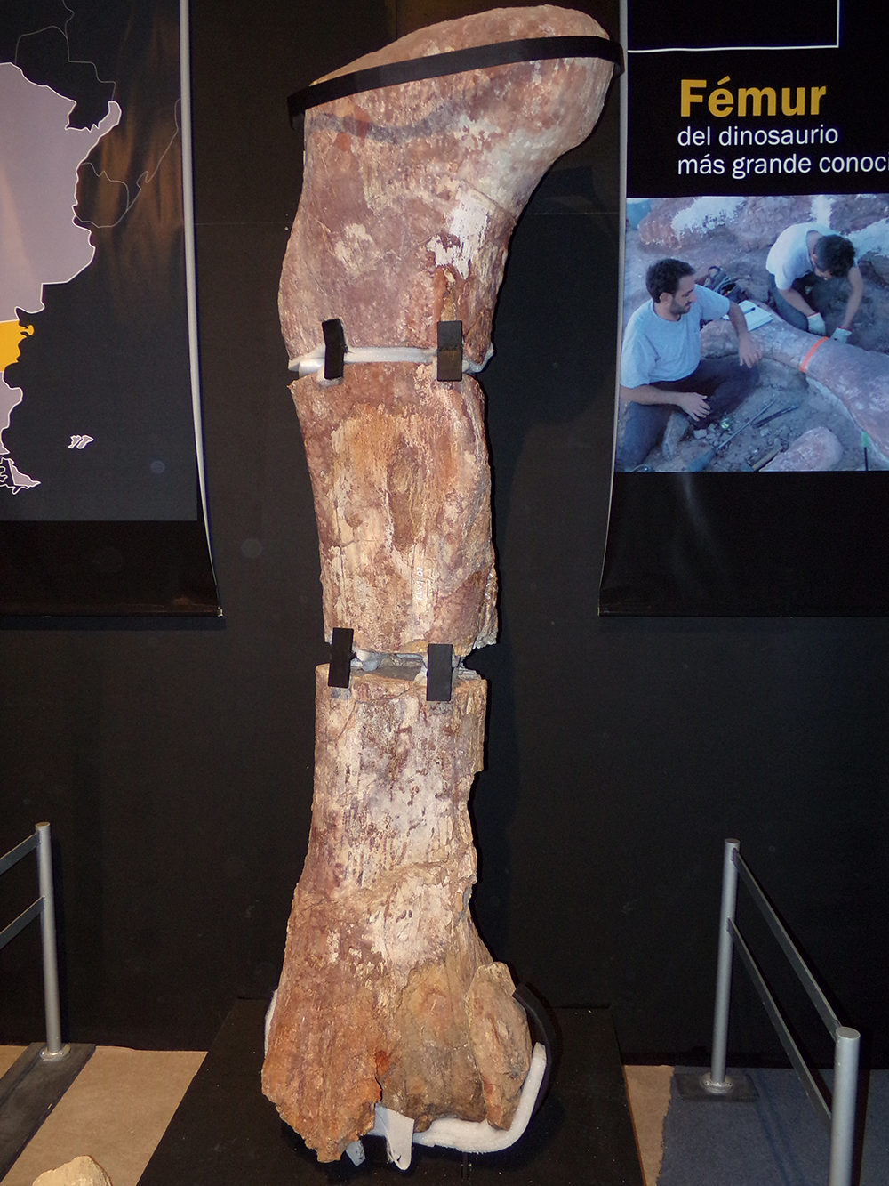 The massive femur of Patagotitan mayorum (compare with inset photograph of two individuals collecting this bone).