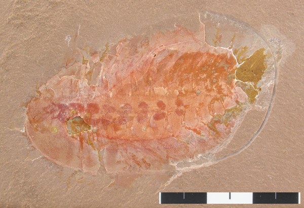 A specimen of the soft-bodied arthropod Emeraldella from the Cambrian Marjum Formation of Utah (KUMIP 204791). The red spots along the middle of the specimen are organs.