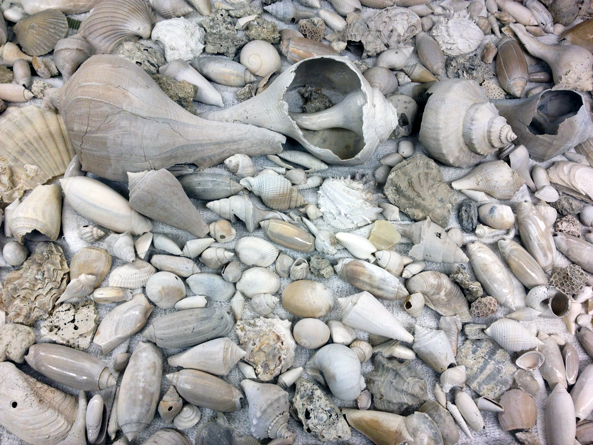Neogene fossil shells from Florida.