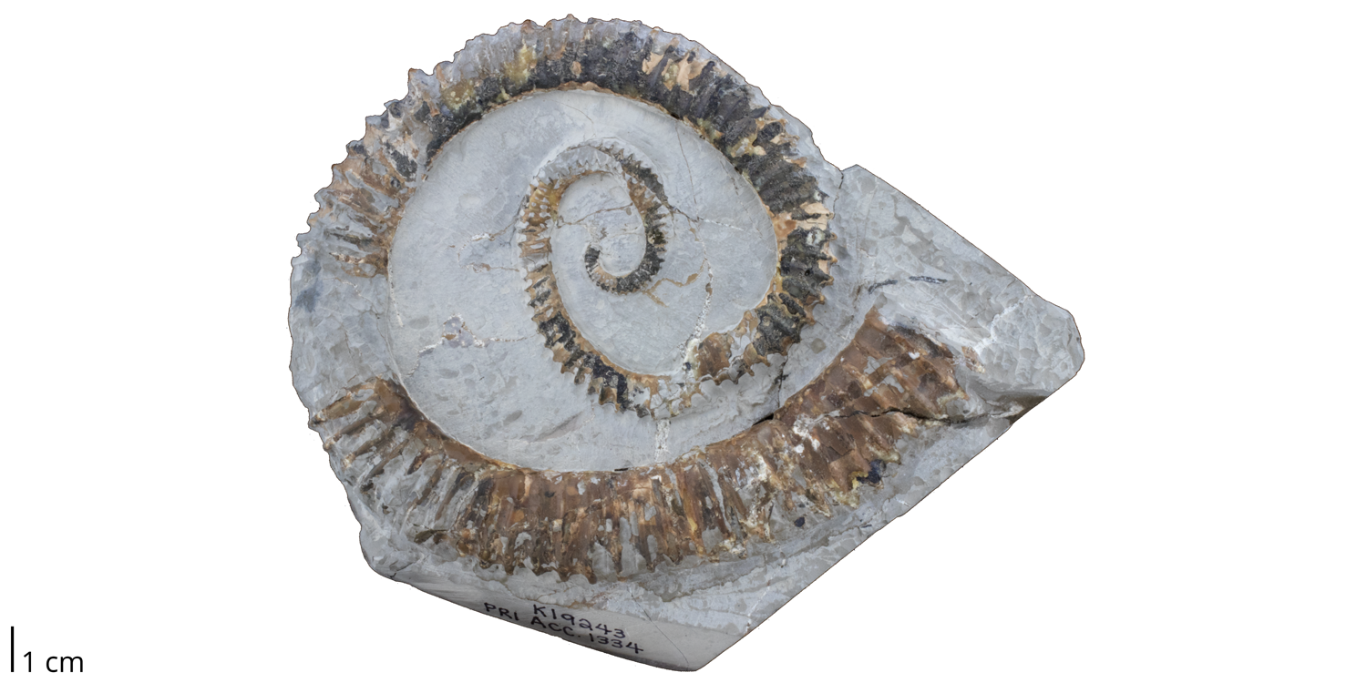 Heteromorph ammonite Aegocrioceras raricostatum from the Cretaceous of Germany. This species has an open coil (younger whorls do not make contact with older whorls). Because growth is within a single plane, this shell is also considered planispiral.