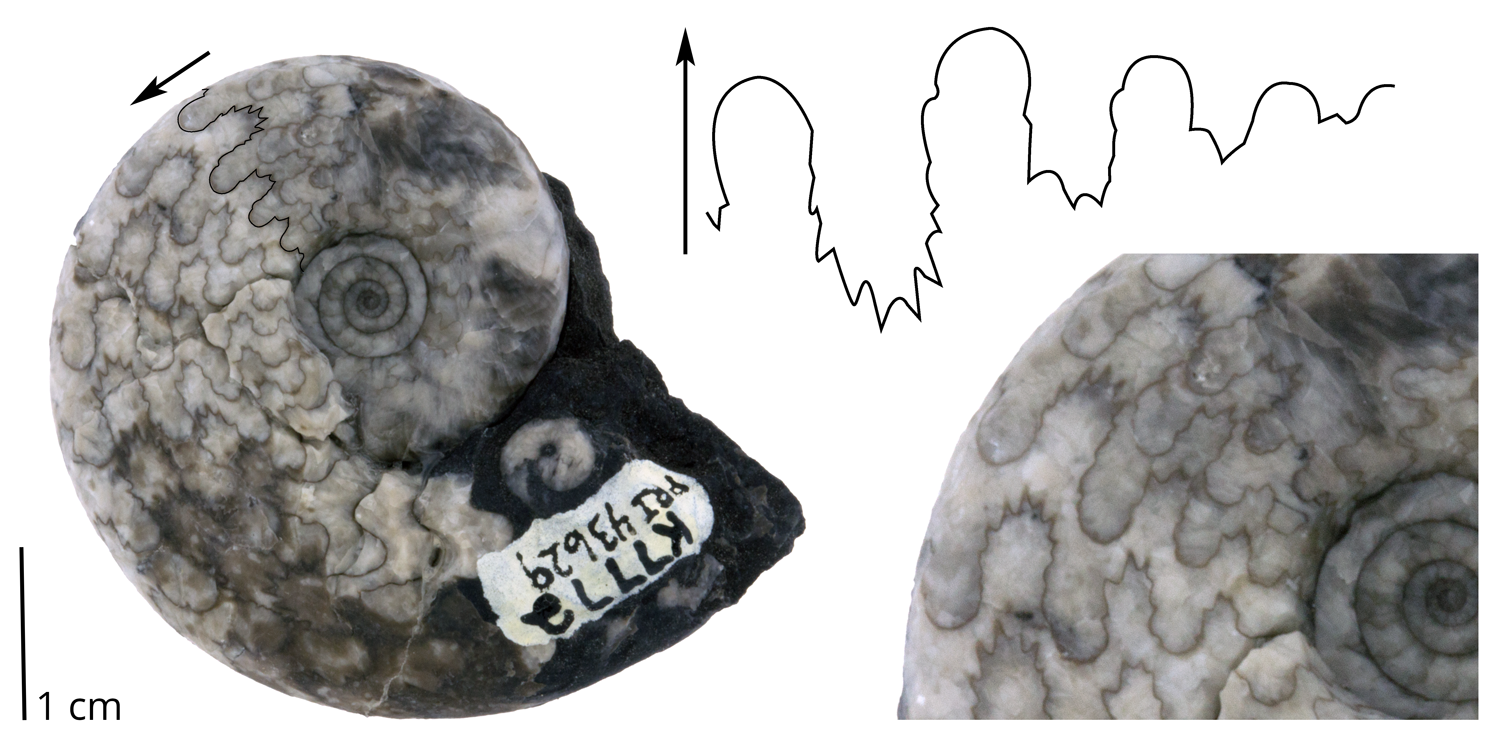 Ceratite ammonoid Gymnotoceras beachi from the Triassic Toad Formation of northern British Columbia. Most of the original shell of this specimen is completely gone.