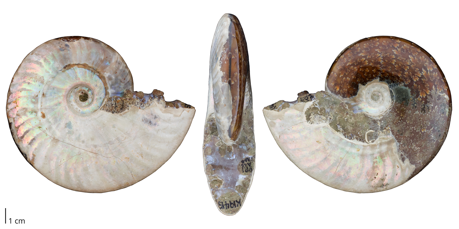 Ammonite Cleoniceras besairiei from the Cretaceous period.