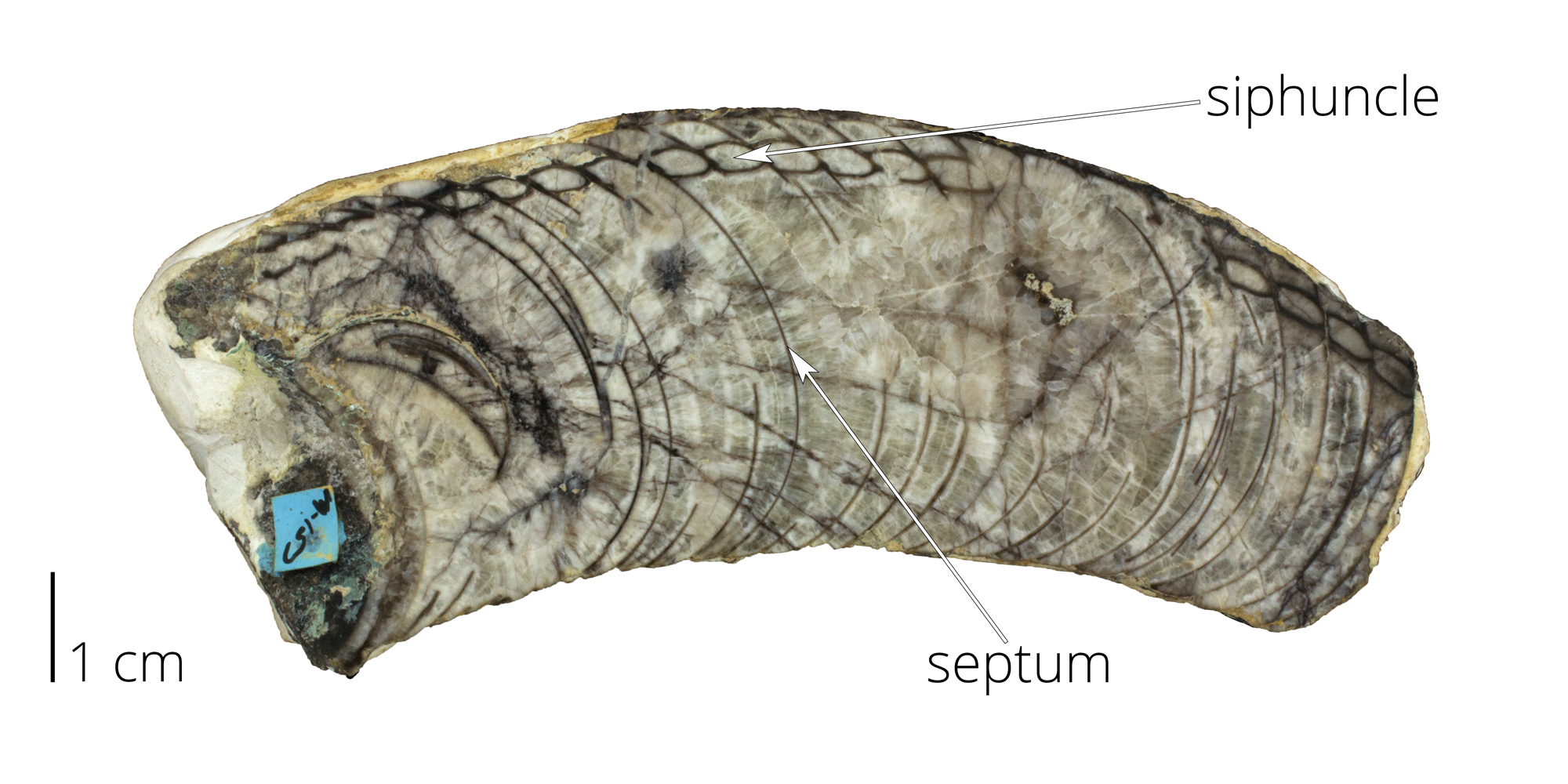 A polished cross-section of fossil cephalopod Cyrtoceras aequale, showing the position of the siphuncle near the shell wall. Specimen is from Bohemia.
