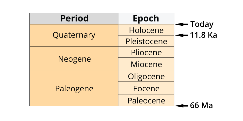 Epochs of the Cenozoic era periods: Paleocene, Eocene, Oligocene, Miocene, Pliocene, Pleistocene, Holocene; Anthropocene is also included