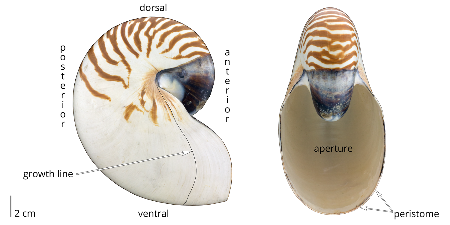External features of Nautilus, including growth lines, aperture opening, peristome, and dorsal, ventral, posterior, and anterior sides.