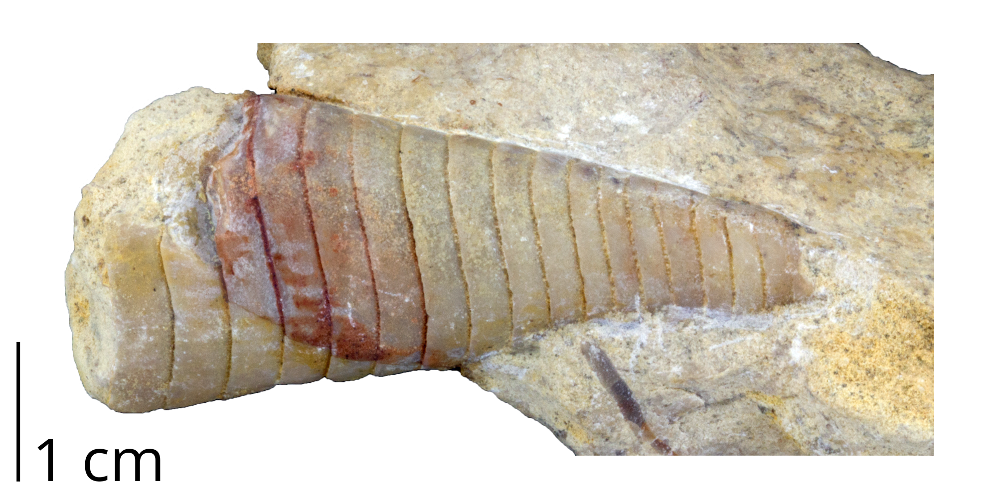 Fossil cephalopod Westonoceras from the Ordovician Galena Fm. of Fillmore County, Minnesota.