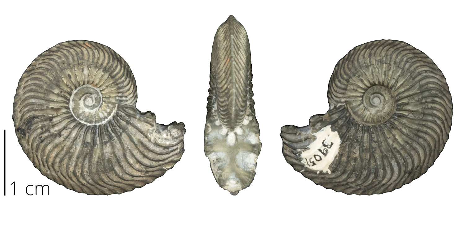 Ammonite Quenstedtoceras sp. from the Jurassic of Bavaria.