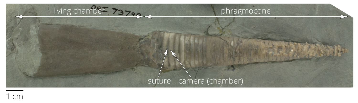 Fossil nautiloid cephalopod Treptoceras cincinnatiensis from the Ordovician of Warren County, Ohio.