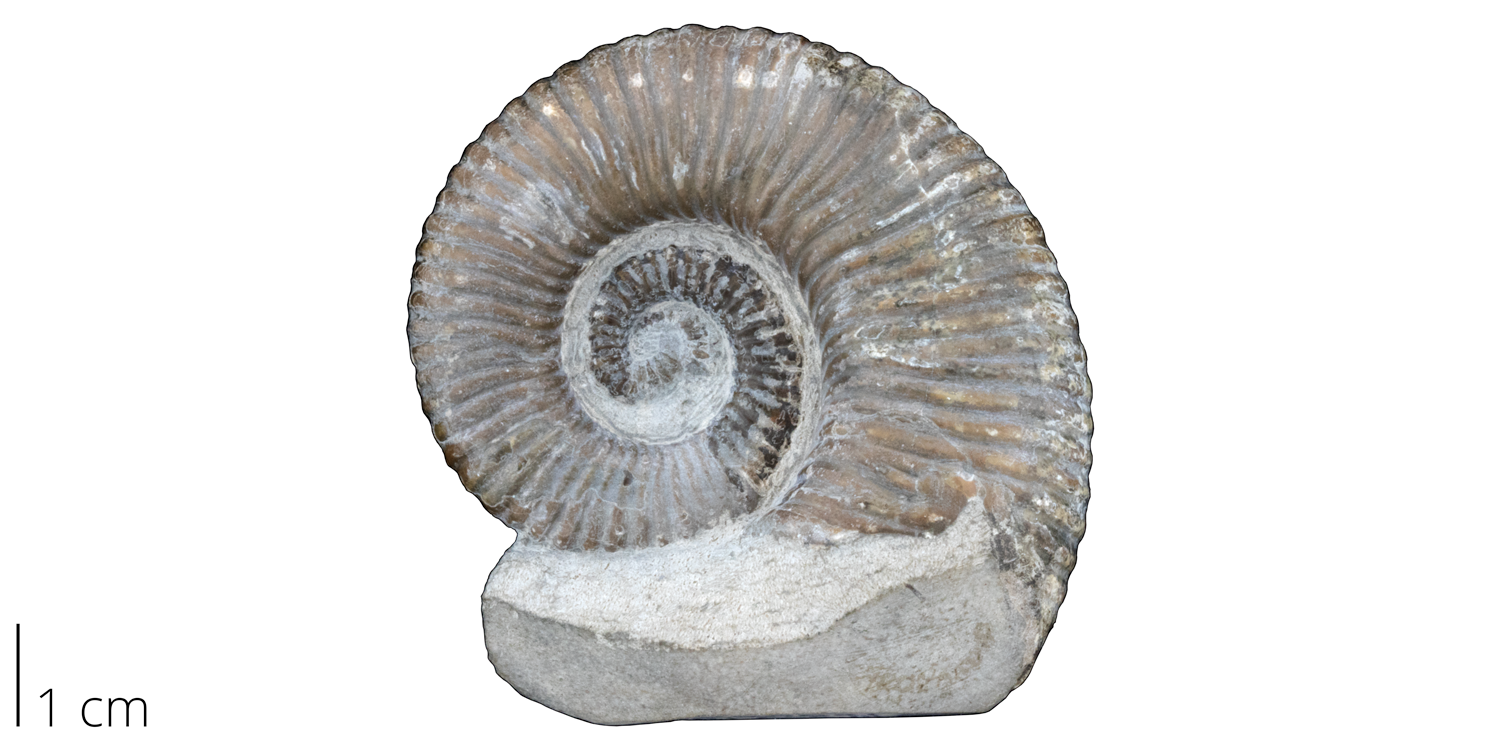 Heteromorph ammonite Tropaeum sp. from Queensland, Australia.