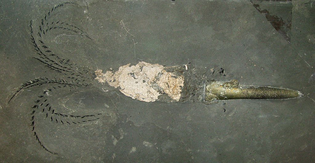 An extraordinarily well-preserved specimen of belemnite, showing an intact guard, body, and ten arms bearing hooks. 
