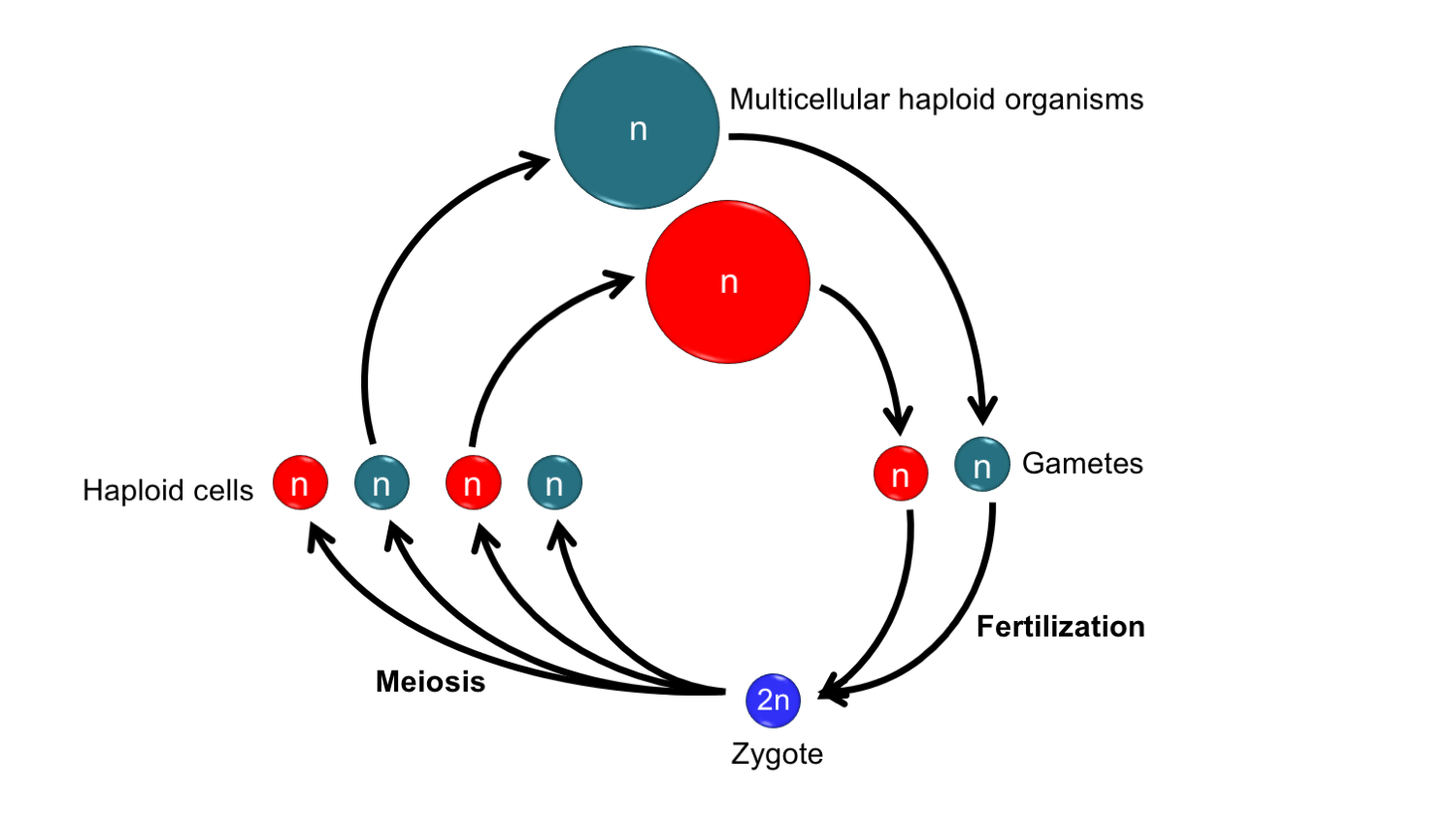 Life cycle of an organism with a haplontic life cycle.