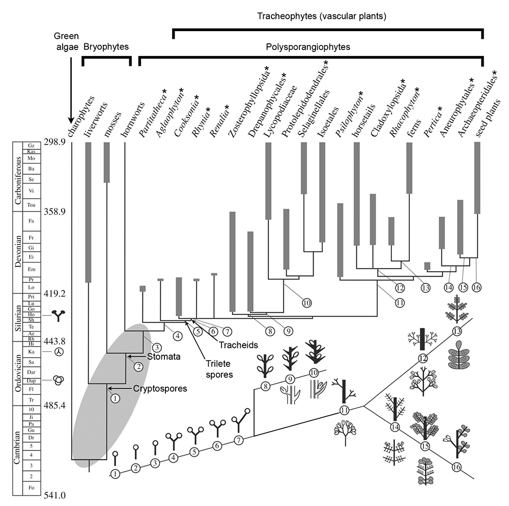 Diagram summarizing evolutionary innovations in the land plant sporophyte through the Paleozoic Era in a phylogenetic context.