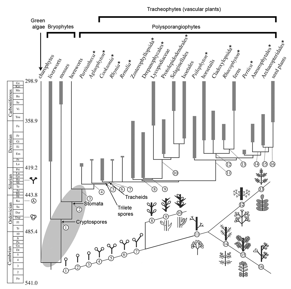 plant evolution diagram