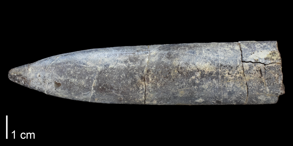 Guard of the belemnite Pachytheuthis densus from the Jurassic of Wyoming. 