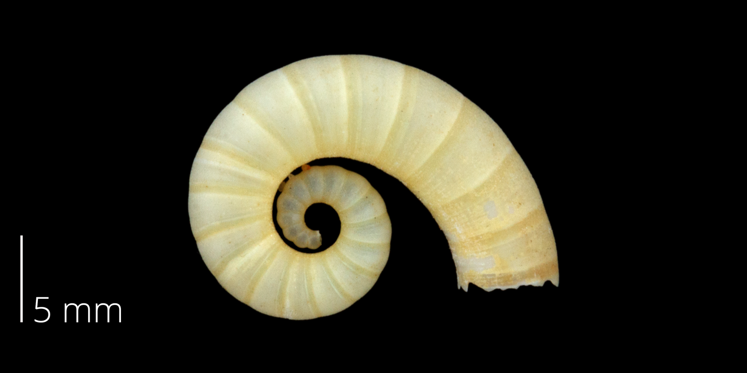 The internal shell of the squid Spirula spirula. The dark bands indicate the positions of internal septa that separate individual chambers. 