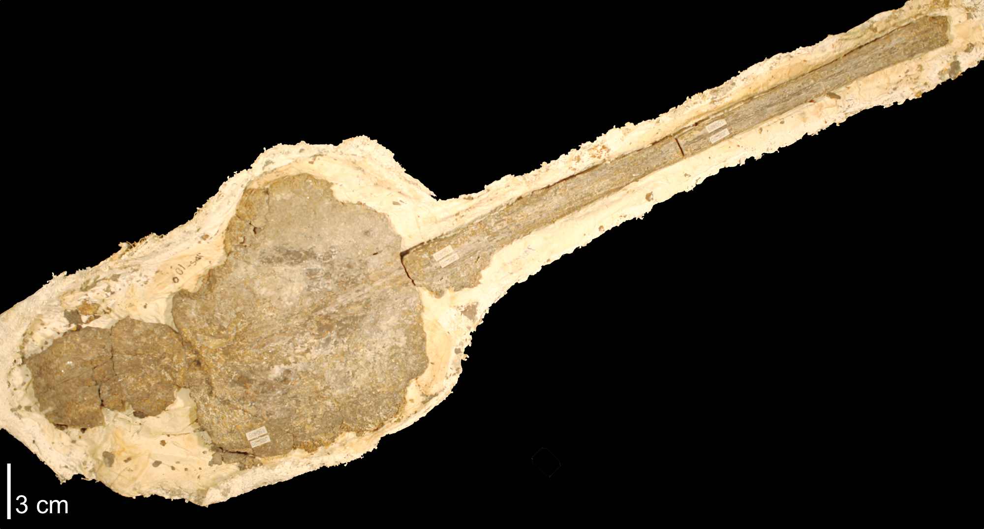 Gladius of Tusoteuthis longa from the Cretaceous Pierre Shale of Niobrara County, Wyoming.