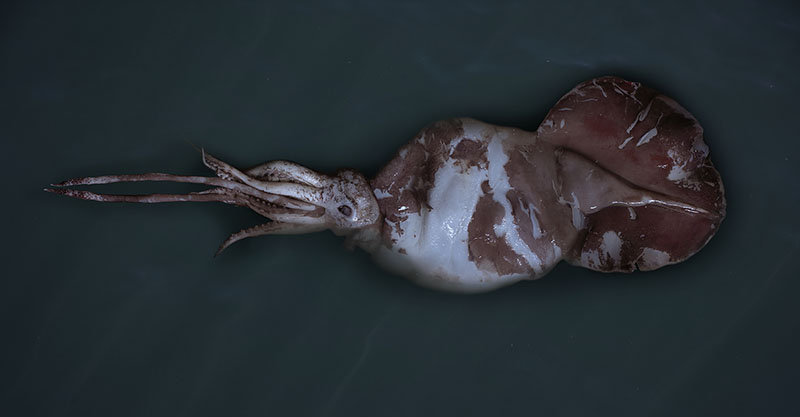 A specimen of colossal squid (Mesonychoteuthis hamiltoni) collected from the Ross Sea, Antarctica.