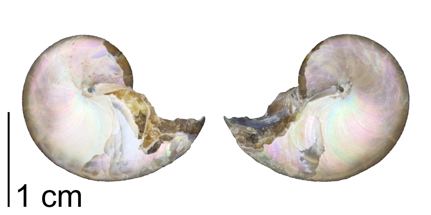 Fossil nautiloid cephalopod Aturia angustata fro the Oligocene of Washington. Note the iridescent original external shell of this specimen. 