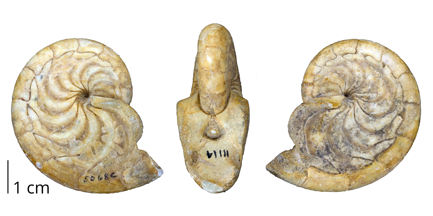 Fossil nautiloid cephalopod Aturia curvilineata from the Miocene Subibaja Formation of Ecuador. 