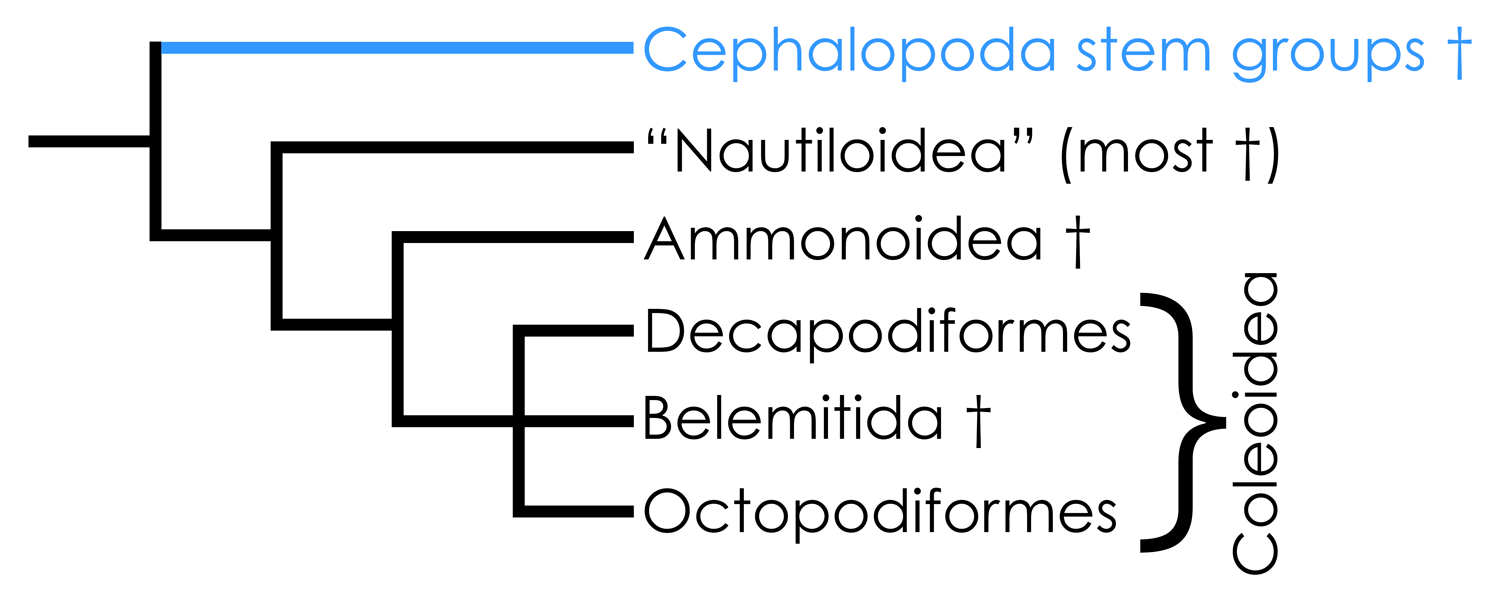 Highly simplified overview of cephalopod phylogeny based in part on the hypothesis of relationships presented by Kröger et al. (2011). 