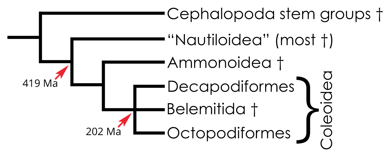 simplified phylogenetic hypothesis for modern and extinct cephalopods